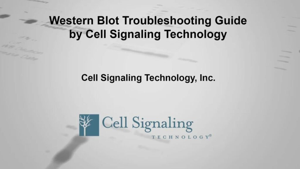 cell signaling technology