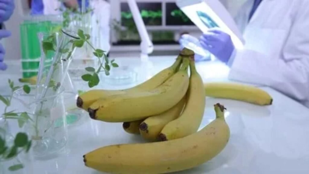 lab-banana.com business